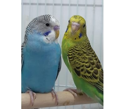 Budgies are the only species in the genus Melopsittacus. Naturally